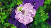 Thrips damage on petunia
